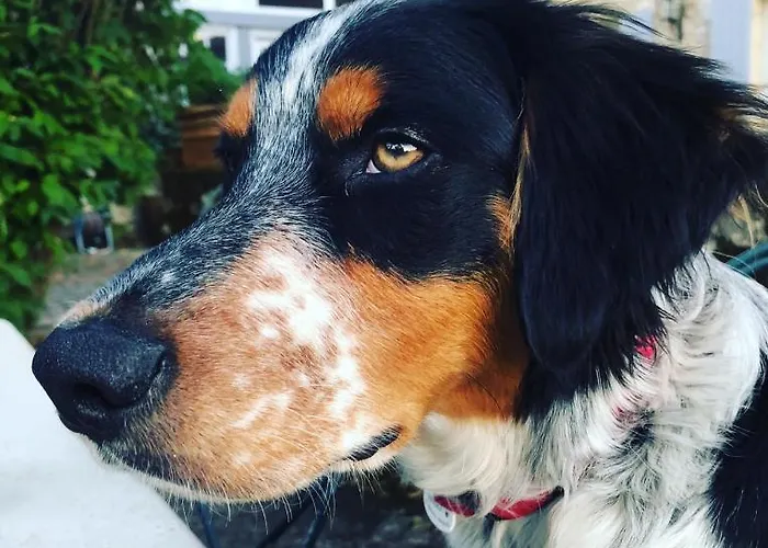 Couette-café Domaine Des Monges 4*